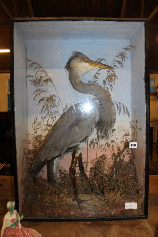 Stuffed heron in case
